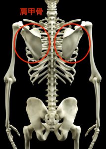 肩甲骨